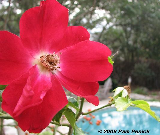 Roses and appendicitis on Christmas